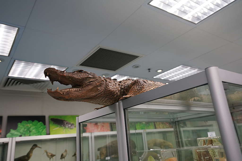 被塵封在櫃頂多年的短吻鱷標本已重新展出，同樣放在櫃頂上。 © ABCAT / Greenpeace