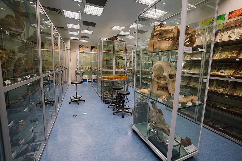 香港生物多樣性博物館是本港最大的標本館，藏有及展出超過15,000件標本。 © ABCAT / Greenpeace
