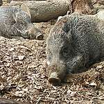 馬屎擔任動物護理員時有份教育飼養的野豬兩兄弟。© 馬屎飼養教育