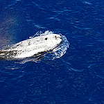 155次聽鯨豚「報哀音」 呼喚希臘煞停石油開採