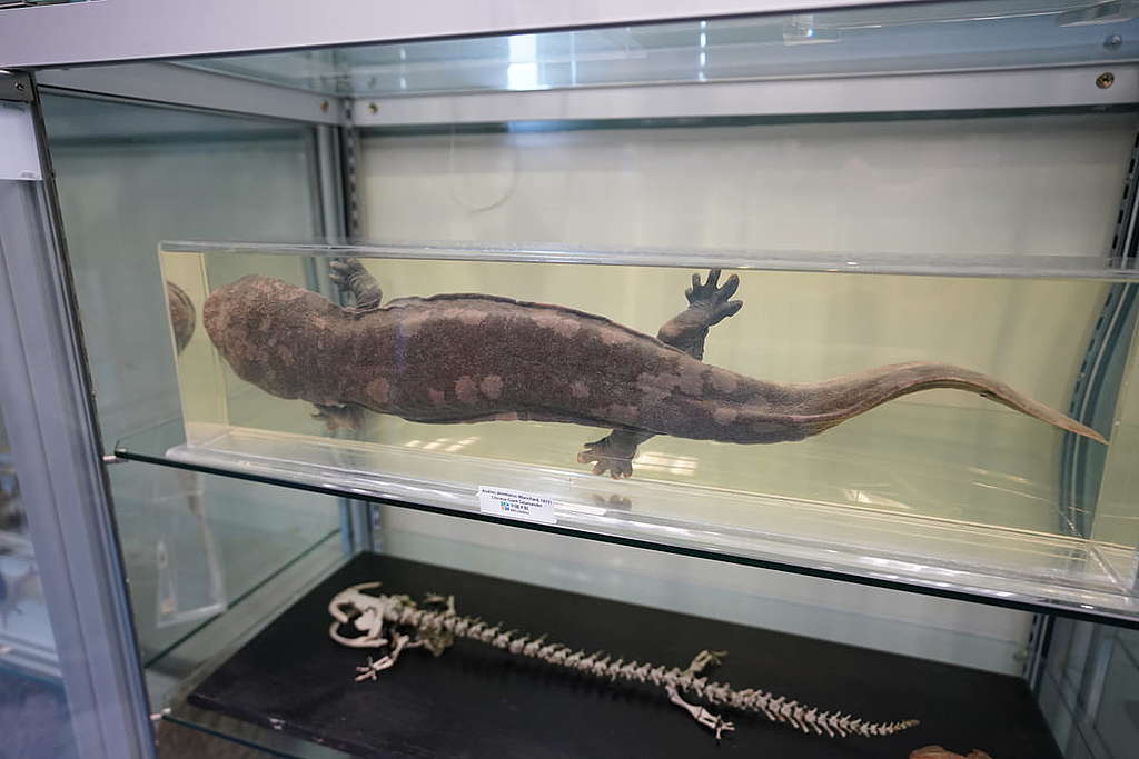 博物館內收藏了一些受威脅物種的藏品，如中國大鯢。 © ABCAT / Greenpeace