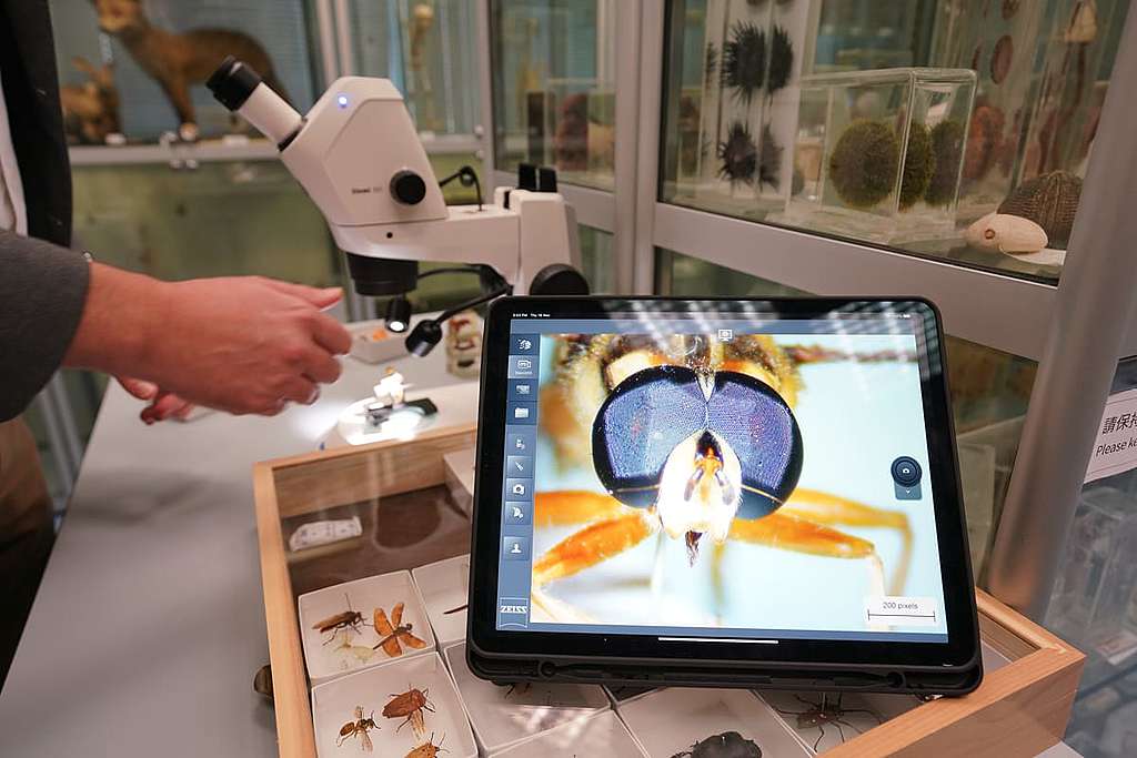 管納德博士利用顯微鏡，講解昆蟲身體微小的結構。 © ABCAT / Greenpeace