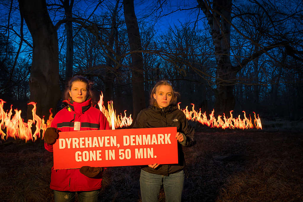 有「小鹿公園」之稱的丹麥Dyrehaven森林，是聯合國教科文組織世界遺產；佔地1,100公頃，同等大小的森林僅花50分鐘便會消失。© Erik Albertsen / Greenpeace