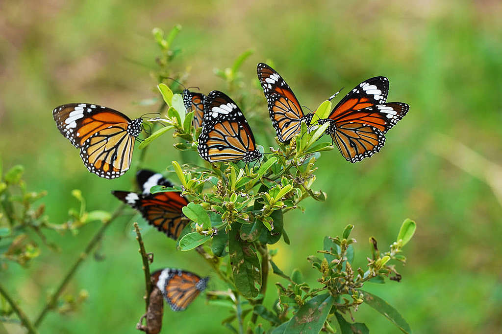 雄性斑蝶非常喜歡吸取吊裙草的植物鹼，用來製造吸引異性的費洛蒙，只要找到吊裙草，就可以輕鬆拍攝一大群虎斑蝶了。© ABCAT / Greenpeace