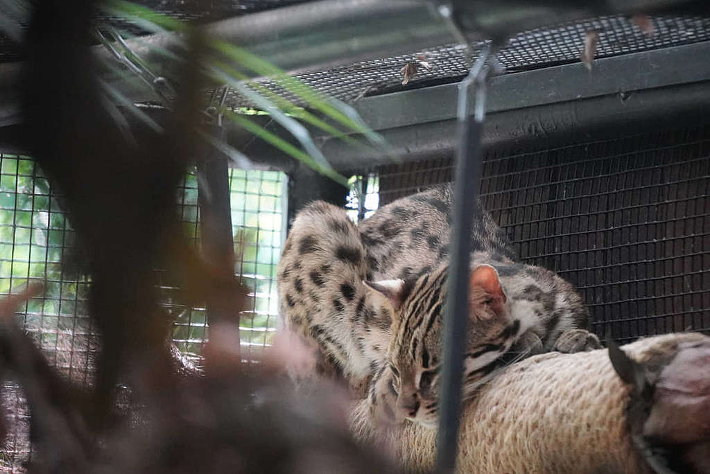 在嘉道理農場暨植物園內拍攝的豹貓。© ABCAT / Greenpeace
