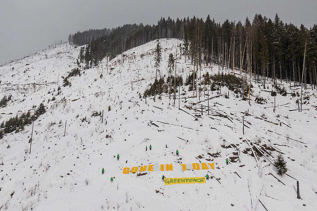 綠色和平行動者在羅馬尼亞喀爾巴阡山脈（Carpathians）一處保護區展示「一日消逝」（Gone In 1 Day）標語，呈現全球森林驚人的砍伐速度。 © Ioana Moldovan / Greenpeace