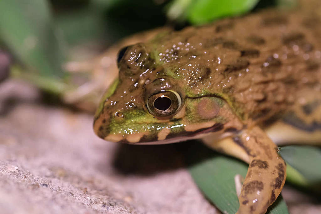 野生的虎紋蛙跟放生的在外觀上有一定分別，圖為野生虎紋蛙。© Matthew Au