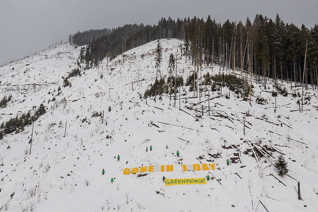 綠色和平行動者在羅馬尼亞喀爾巴阡山脈（Carpathians）一處Natura 2000級別保護區展示「一日消逝」標語，呈現全球森林砍伐速度。 © Ioana Moldovan / Greenpeace