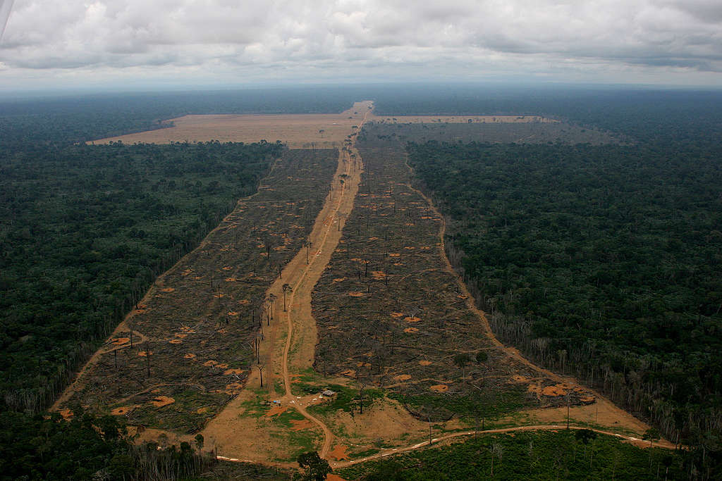 亞馬遜森林一個十字形的森林砍伐區，綠色和平於巴西帕拉州（Pará）Gleba João Bento的航拍記錄。© Greenpeace / Daniel Beltrá