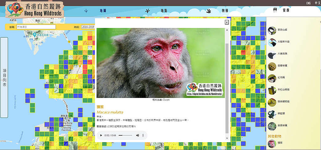 香港自然蹤跡網頁，有多個不同物種的聲音紀錄，例如獮猴、水牛等等。 © 香港自然蹤跡網頁