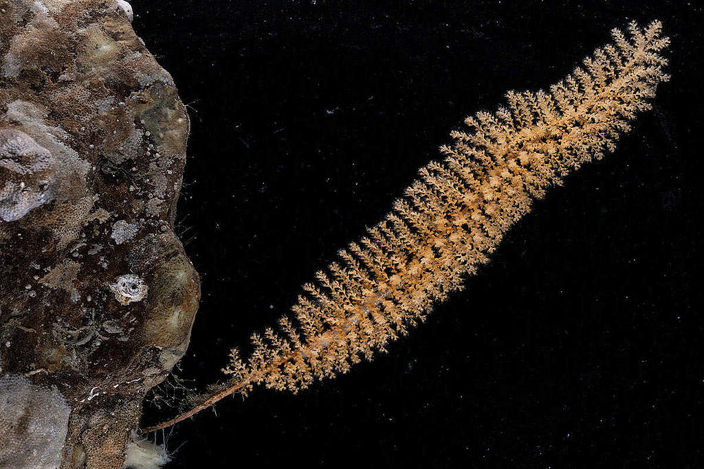 猶如刷子狀的柳珊瑚（Primnoid bottle brush coral）樣本。 © Greenpeace