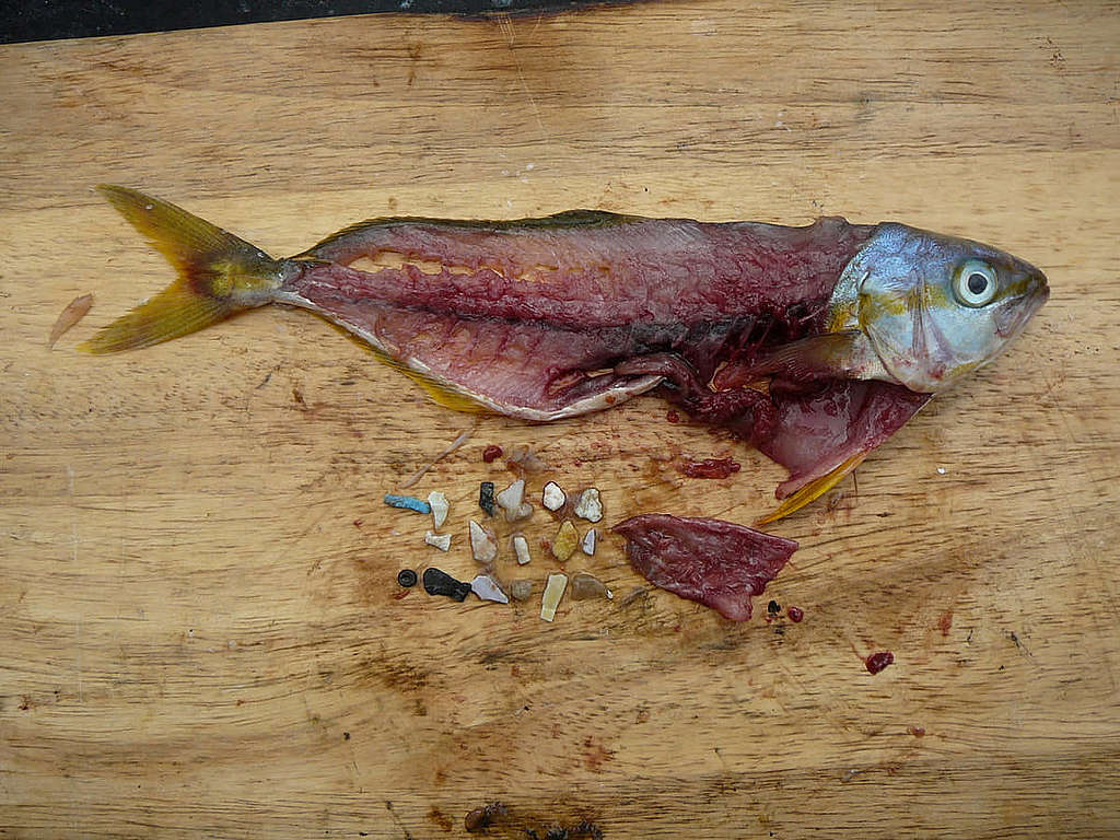 塑膠碎片經魚類等海洋生物入侵食物鏈，最新研究進一步揭露人體血液含有微塑膠。 © The 5 Gyres Institute
