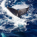 試聽座頭鯨迷幻「槍聲」！綠色和平首次記錄神秘鯨音