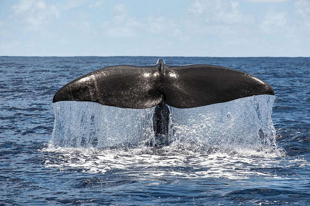 鯨魚具有強大儲碳能力，一生能吸收約33公噸二氧化碳，還能提供養份給浮游藻類，為地球製造氧氣，卻因人為侵擾而面臨生存威脅。© Tommy Trenchard / Greenpeace