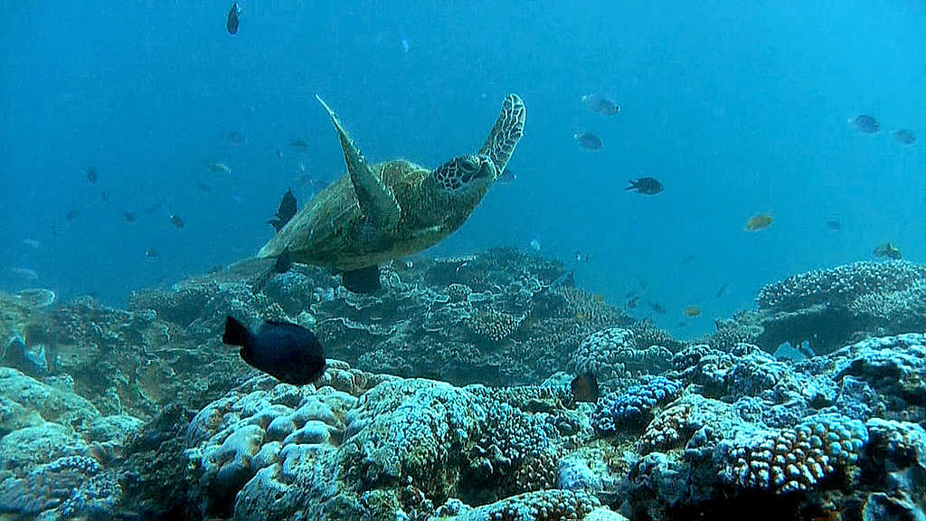 海水升溫是珊瑚白化的主因之一，若珊瑚因長期白化與環境改變而死亡，將衝擊數百萬仰賴珊瑚礁生存的物種，包括海龜和熱帶魚。 © Greenpeace