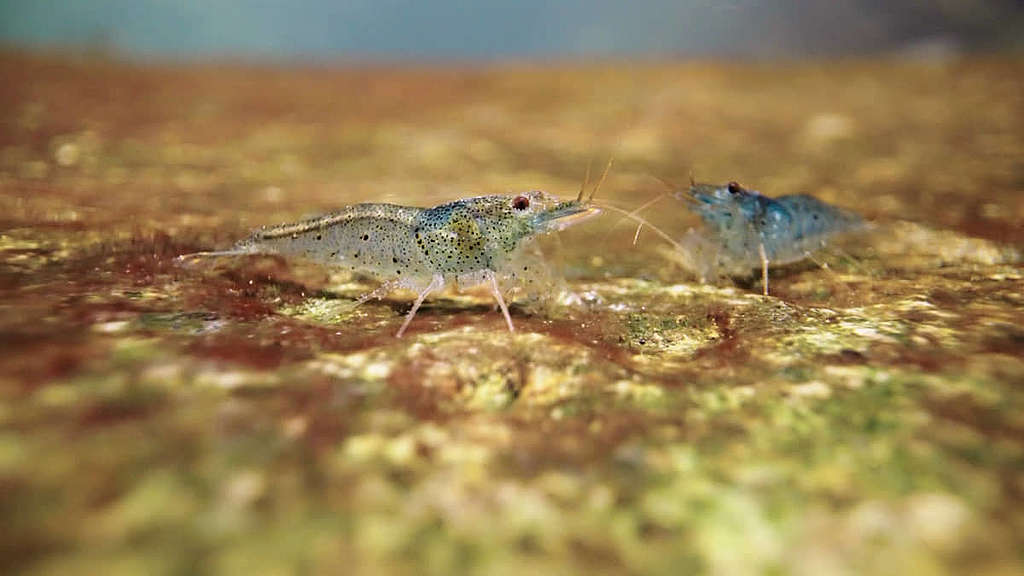 廣東米蝦以細鉗尋找細碎有機物和藻類，連水生生物屍體也不放過，將能量帶回食物鏈，因而有溪流「清道伕」美譽。 © Greenpeace