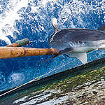 一條鯊魚成為延繩釣捕魚船的獵物 © Paul Hilton / Greenpeace