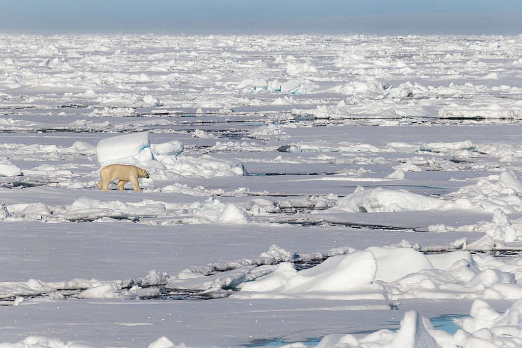 仿如北冰洋「獨行客」的北極熊，部份種群或面臨滅絕。 © Wilson Cheung