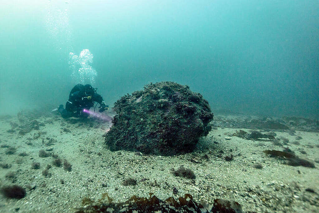 2022 年 8 月，綠色和平行動者隨船艦見證者號來到瑞典 Fladen 海洋保護區進行調查，見證 13 年前投放的巨石，在不受人為干擾下，已成為許多海洋生物的家。© Greenpeace / Oskar Khilborg
