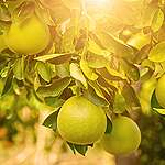 柚、碌柚、沙田柚，英文叫的 Pomelo ，是芸香科柑橘屬的植物，有香港的原生本地品種。© Shutterstock / Roxana Bashyrova