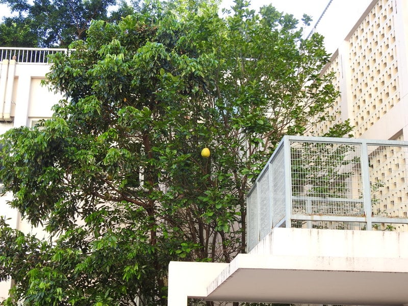 中秋節應節水果 沙田柚名字的典故 碌柚的多元用途 Greenpeace 綠色和平 香港
