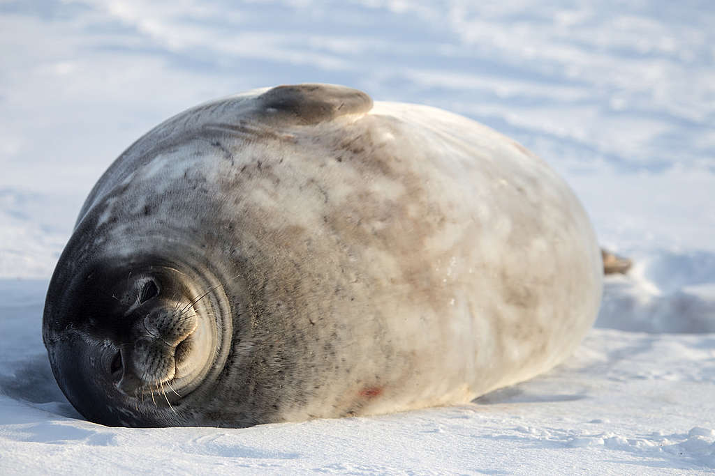 在南極洲的威德爾海冰（Weddell Sea Ice）上，細聽威德爾海豹（Weddell Seal）打鼻鼾的日子。 © Wilson Cheung