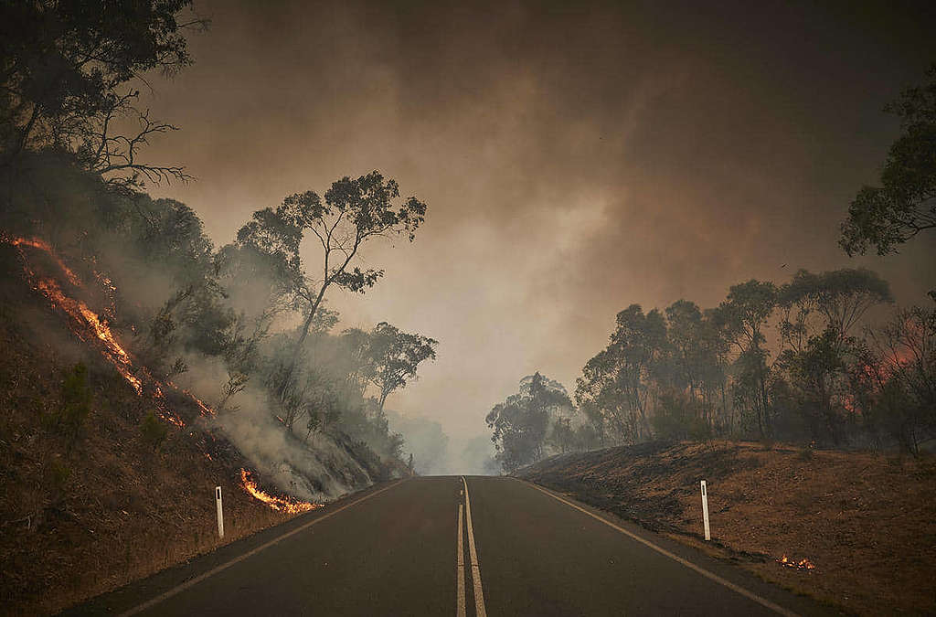 最新研究顯示，2019-20 年爆發的澳洲森林大火，一度擴大臭氧層「破洞」。 © Kiran Ridley / Greenpeace