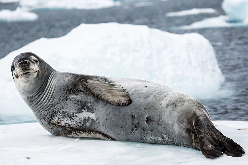 豹海豹（Leopard Seal）是南極洲的頂尖獵食者，牠在浮冰休息時也「目露凶光」盯視着我們。 © Wilson Cheung