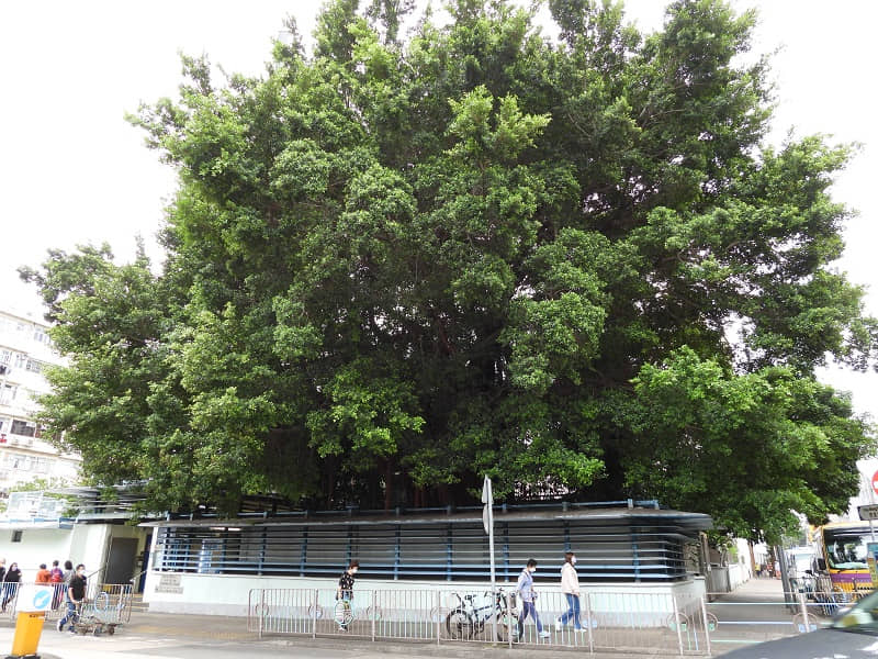 從賈炳達道公園門外看李基紀念醫局和樹勢澎湃的細葉榕。 © helen yip