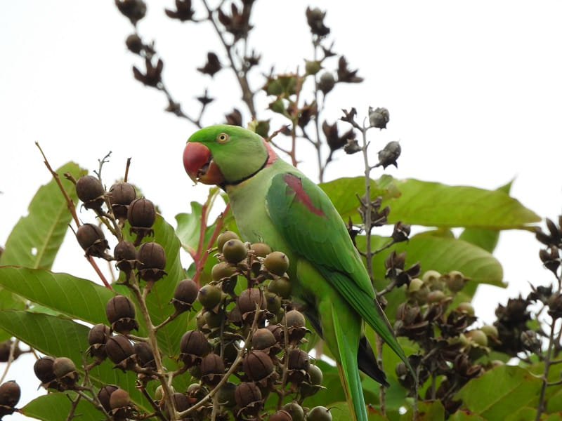 亞歷山大鸚鵡在大葉紫薇樹上大快朵頤。 © helen yip