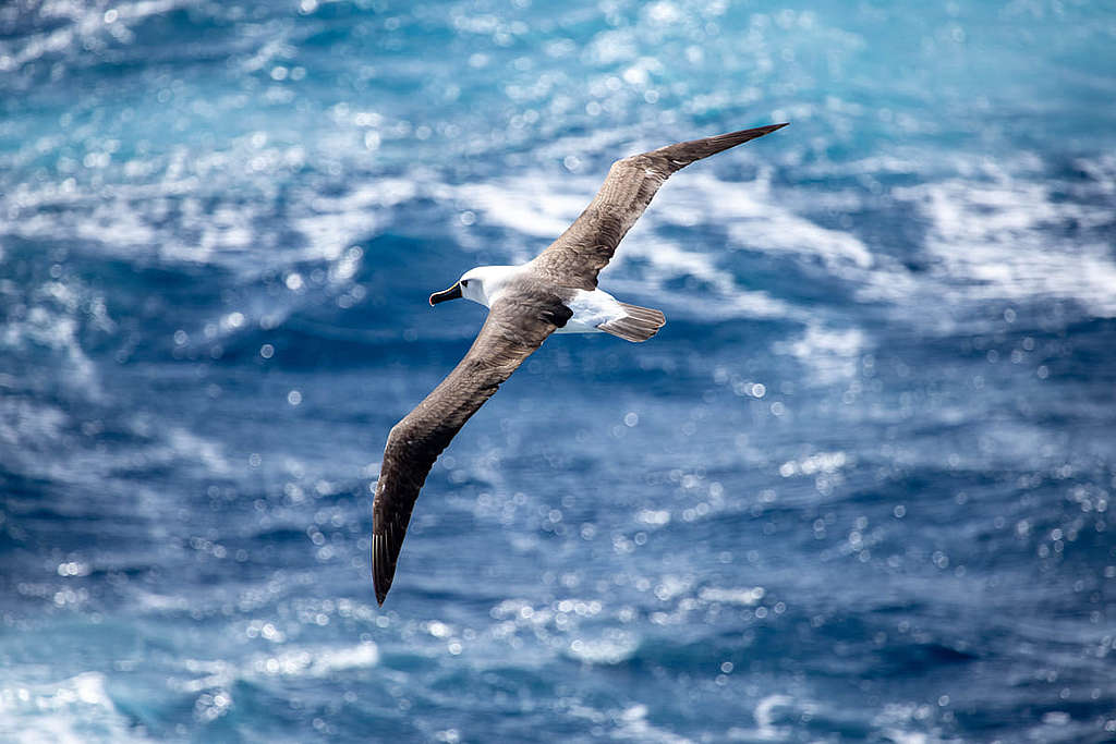 在 Tristan da Cunha 的大西洋黃鼻信天翁（Atlantic yellow-nosed albatross），最大特徵是牠們的黃色鳥喙。 © Wilson Cheung