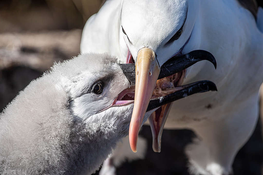 黑眉信天翁（Black-browed albatross）在福克蘭島餵哺小孩的此情此景，讓我聯想到各位父母照顧小孩的辛酸。 © Wilson Cheung