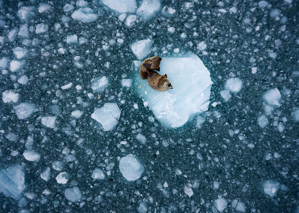 北極不只是珍貴物種的脆弱家園，它對全球暖化份外敏感的特質，也儼如人類能否及時拯救氣候的「寒暑表」。 © Christian Åslund / Greenpeace