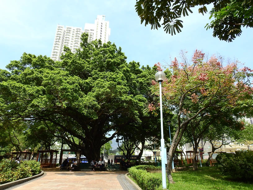 賈炳達道公園這棵樹冠壯闊的大榕樹，據説是國家片場、老香港電影歷史的見證，按此推算，細葉榕估計有 90 歲。 © helen yip