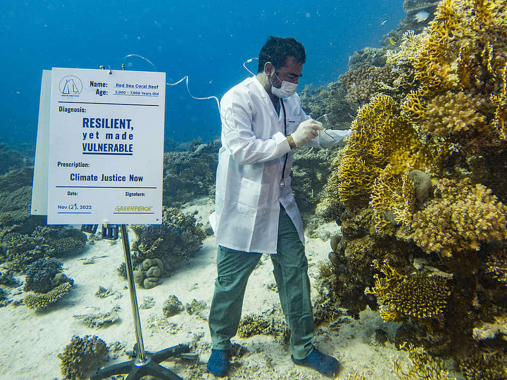 綠色和平最新報告顯示，紅海部份珊瑚承受海洋暖化已到極限，若升溫持續勢引發大規模白化；埃及自由潛水好手 Faisal Khalaf 化身氣候醫生為紅海珊瑚「問診」，喚起公眾關注氣候危機。 © Greenpeace