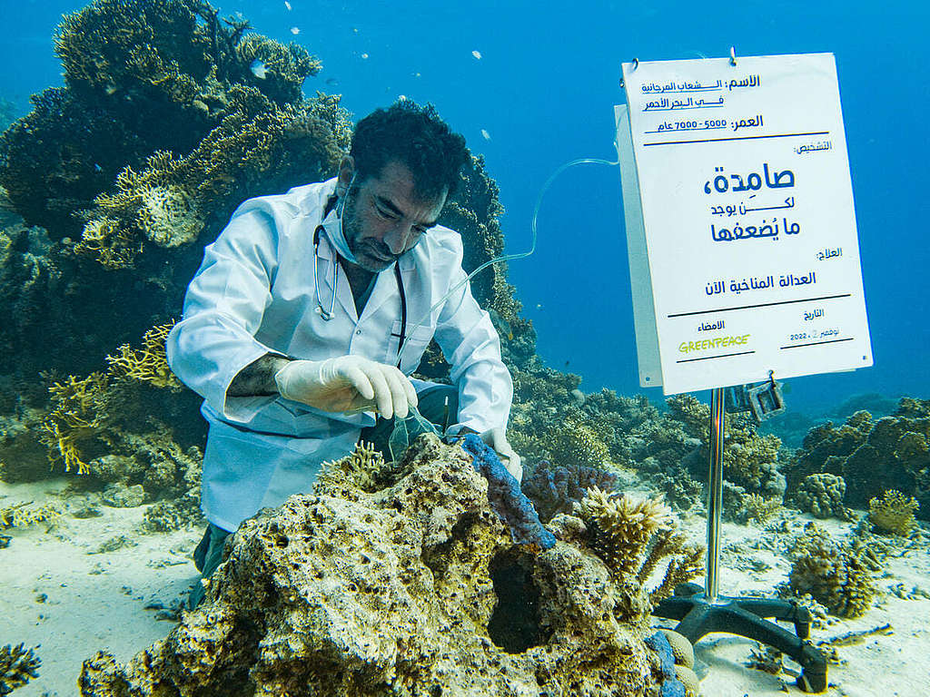 COP27 埃及氣候大會舉行前夕，埃及自由潛水好手 Faisal Khalaf 化身「氣候醫生」，診斷紅海珊瑚礁在氣候危機下的白化狀況，促請各國加快減排，拯救氣候。 © Mo Jo Hammoud / Greenpeace