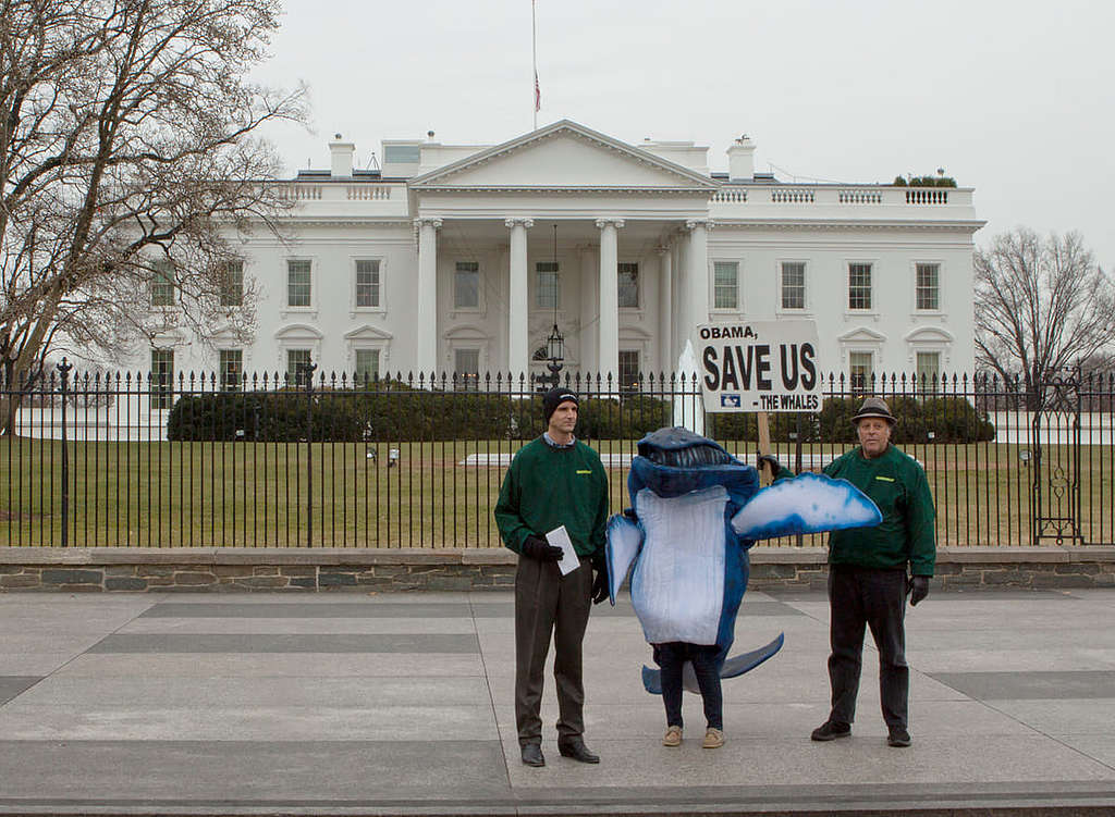 筆者（左）擔任綠色和平美國辦公室守護海洋項目主管至今 18 年，持續為守護鯨魚及海洋生態而努力。 © Elena Kendall / Greenpeace
