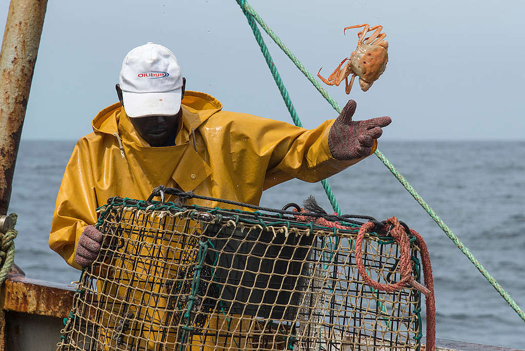 阿拉斯加雪蟹與緬因州龍蝦的「禁捕」事件背後，揭示全球海洋漁業管理措施，在氣候危機愈趨嚴峻下顯得過時、失效。 © Pierre Gleizes / Greenpeace