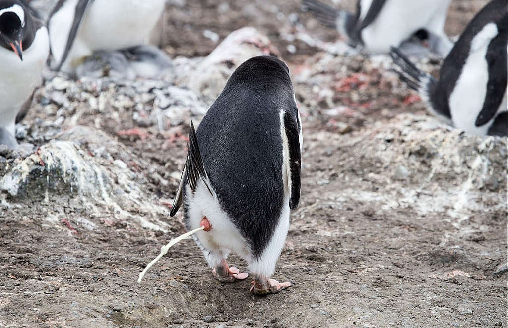 巴布亞企鵝吃飽後就地「如廁」。 © Wilson Cheung