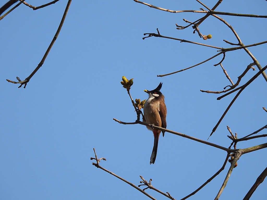 紅耳鵯是香港常見的鳥類，屬於雜食性，會吃果實、花朵、昆蟲等。春季樹上綻放的嫩芽，自然是目標。© helen yip