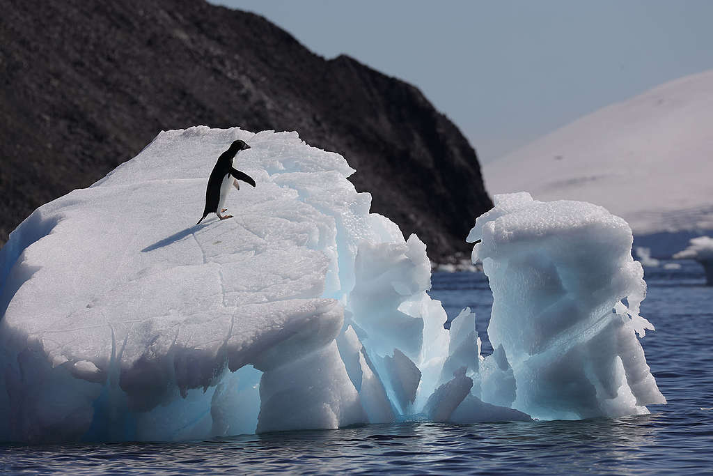 阿德利企鵝在浮冰上玩樂嬉戲。 © Wilson Cheung