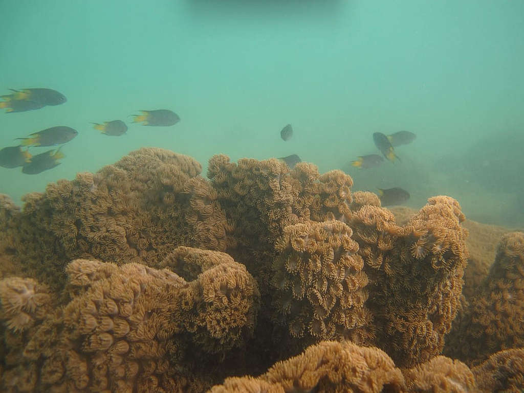 這不是外國的潛水勝地，而是香港的研究團隊在東平洲海岸公園記錄到石珊瑚目盤珊瑚屬的實況。 （截圖：Benthic Habitat Mapping of Tung Ping Chau Marine Park 網站）