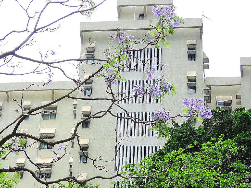 5 月迎夏，另一道香港城市自然的美麗風景：藍花楹（Jacaranda mimosifolia）為市面添上一種紫藍幽美、為我們帶來生活的小確幸，也可稱之為「小滿」吧？ © helen yip