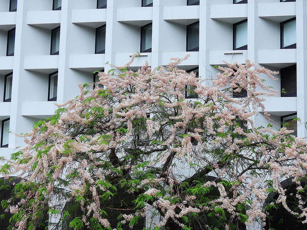 5 月迎夏，中環美利酒店的節果決明 （Cassia javanica）盛開了，成為香港城市一道自然美麗風景。欣賞這白與嫣紅雨（英文俗名 pink & white shower)，不止「小滿」而是大滿足。 © helen yip