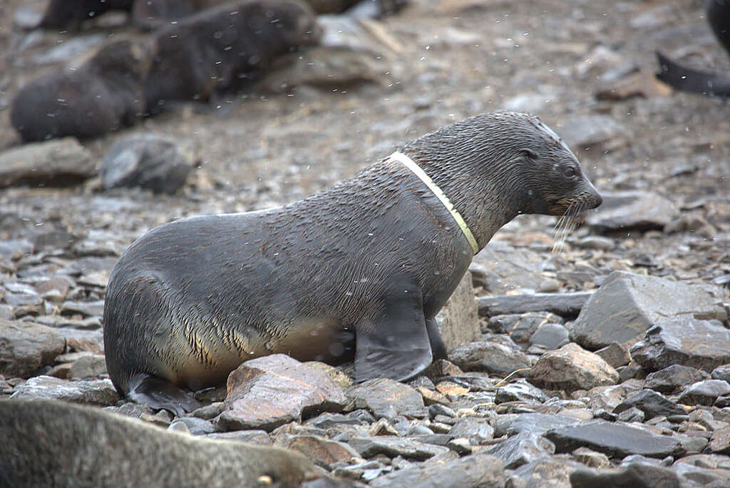 南極毛皮海豹（Antarctic Fur Seal）不幸被塑膠圈纏頸。 © Wilson Cheung 