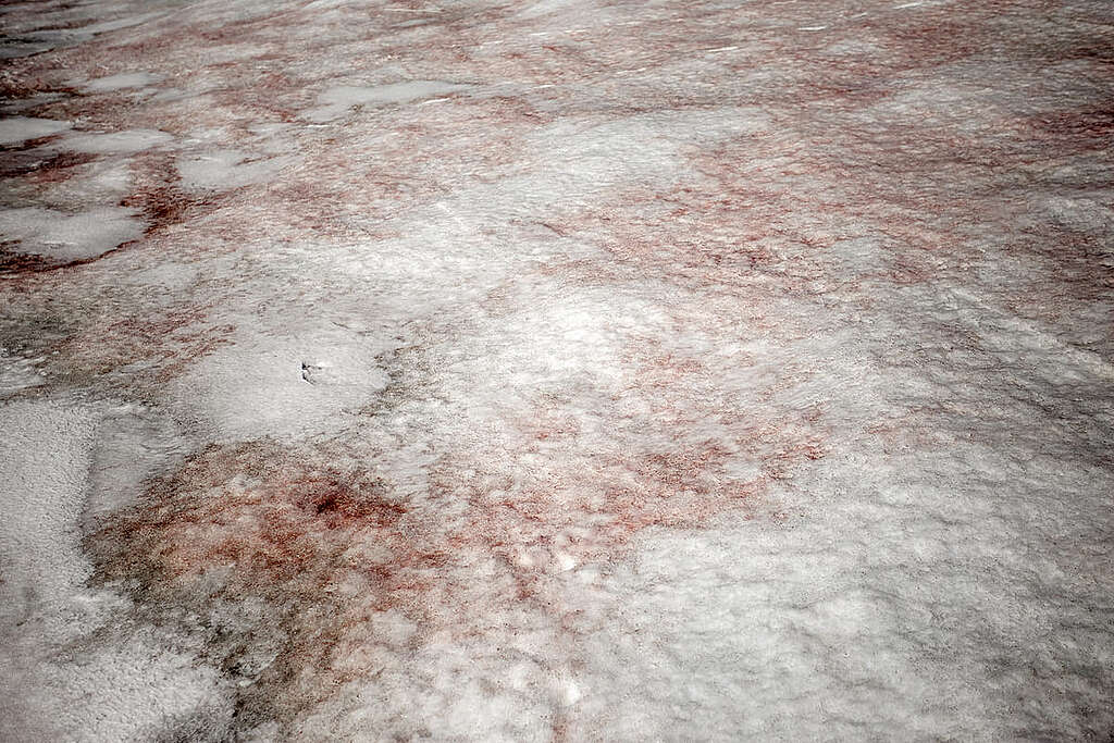 在喬治王島（King George Island）出現的「西瓜雪」現象；科學家擔憂此舉恐加速冰雪融化。 © Creative commons CC BY-SA 4.0 / TSY1980 / Sergey Tarasenko