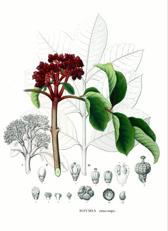 吳茱萸的植物學繪圖。（Philipp Franz von Siebold and Joseph Gerhard Zuccarini, Public domain, via Wikimedia Commons）