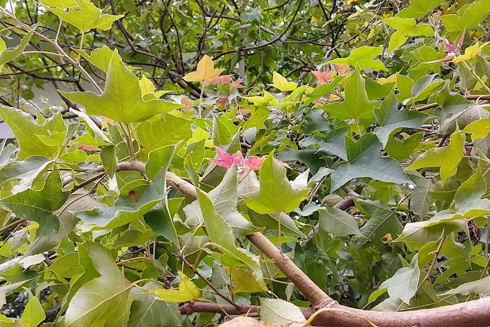 香港原生的楓香樹，是我們熟悉的冬日紅葉樹。其實其葉片的形態也十分亮眼，你會在春夏秋季也同樣欣賞楓香嗎？ © helen yip