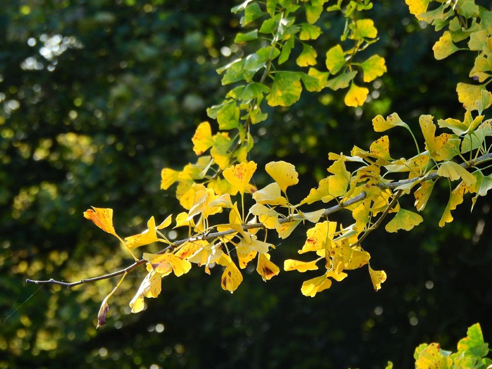 銀杏樹的葉片非常優美，冬季落葉前會先換上悅目的黃裝。 © helen yip