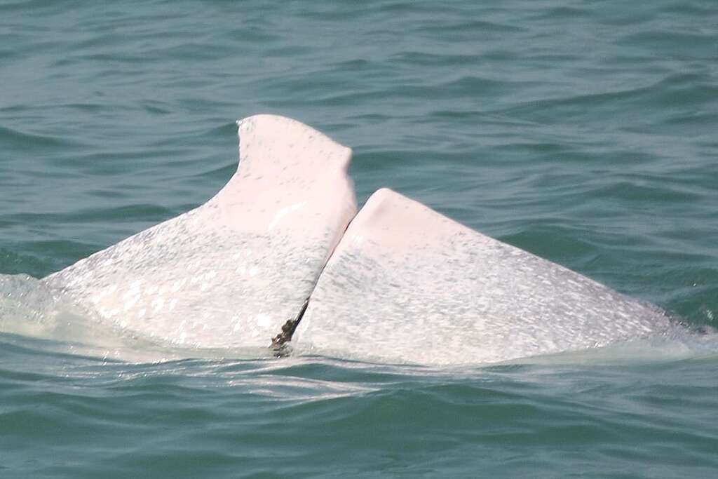 海洋生物可能會被鬼網纏繞，令其受傷或致命，本港亦曾發現中華白海豚因為被鬼網纏繞而受傷。 © 香港海豚保育學會